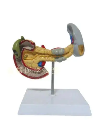 Pathological models of pancreas, duodenum and gallbladder digestive medicine doctor-patient communication teaching demonstration