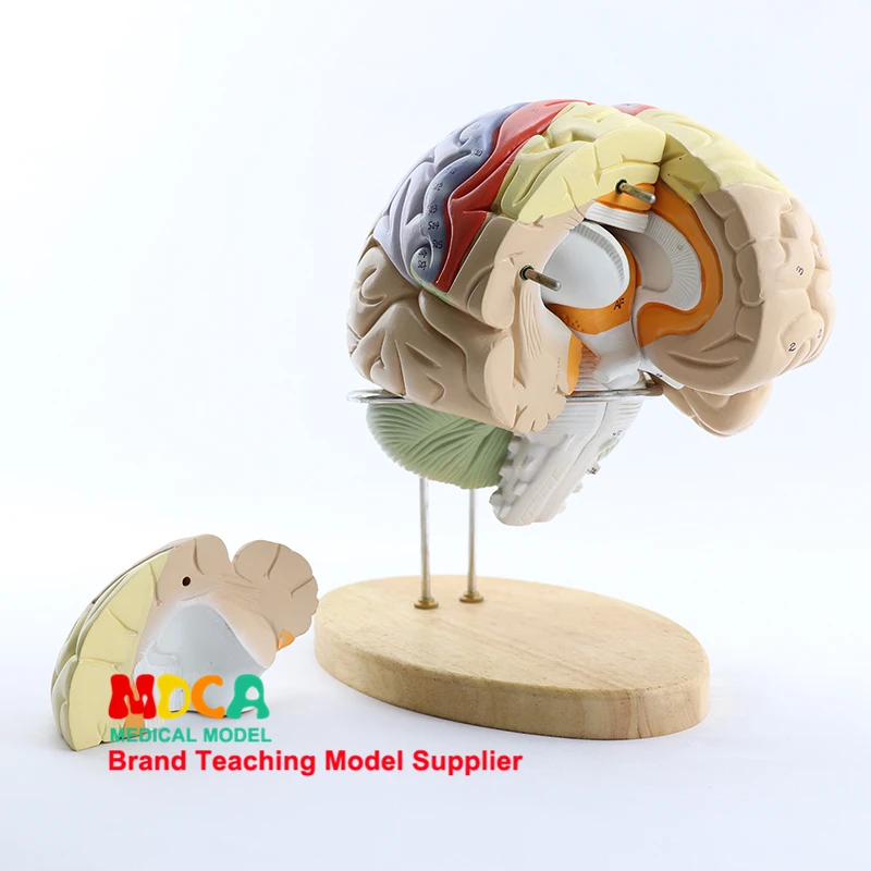2 Parts Brain Anatomical Model Brain Function with Marked Teaching Brain Cortex Medical Anatomy Model MDN002