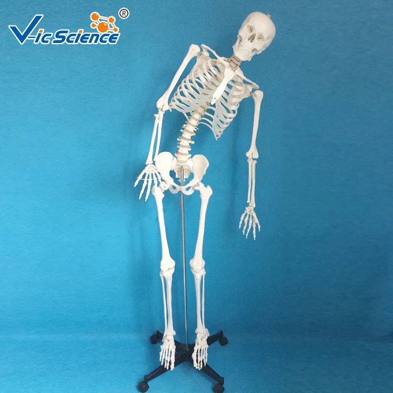 100% direct factory 180 cm full size human skeletal model