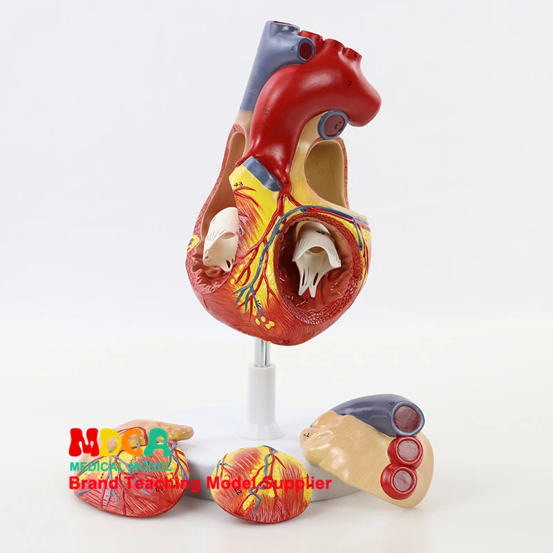 Cardiovascular Medicine Teaching MXZ004 for Human Four-Component Two-fold Large Cardiac Anatomical Model