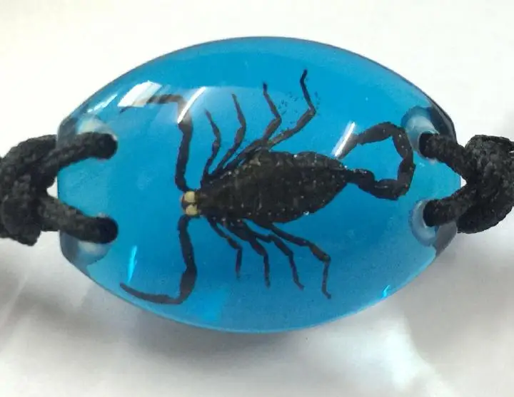 10 Bracelet Real Black Scorpion Taxidermy In Blue Color Resin