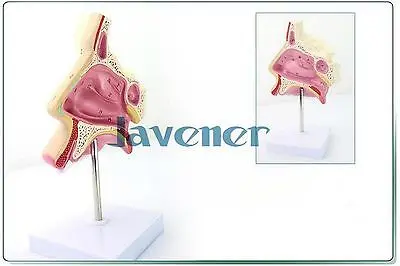 

Simulation Human Anatomical Nasal Cavity Anatomy Medical Model