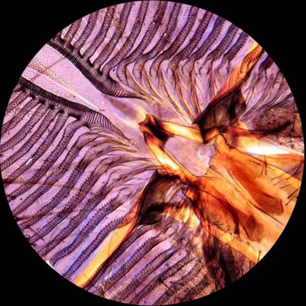 AmScope 100 Homeschool Biology Prepared Microscope Slides - Set E PS100E