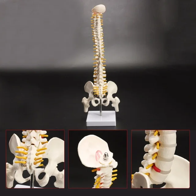 45cm  1:1 Adult Lumbar Bend Spine With femur Model Humans Skeleton Model with Spinal Disc Pelvis Model Used for school supplies