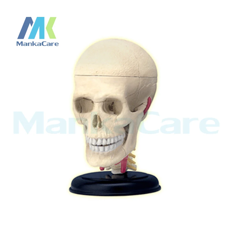 4d-mestre-humano-cranio-do-nervo-cranial-anatomico-modelo-dentadura-dentes