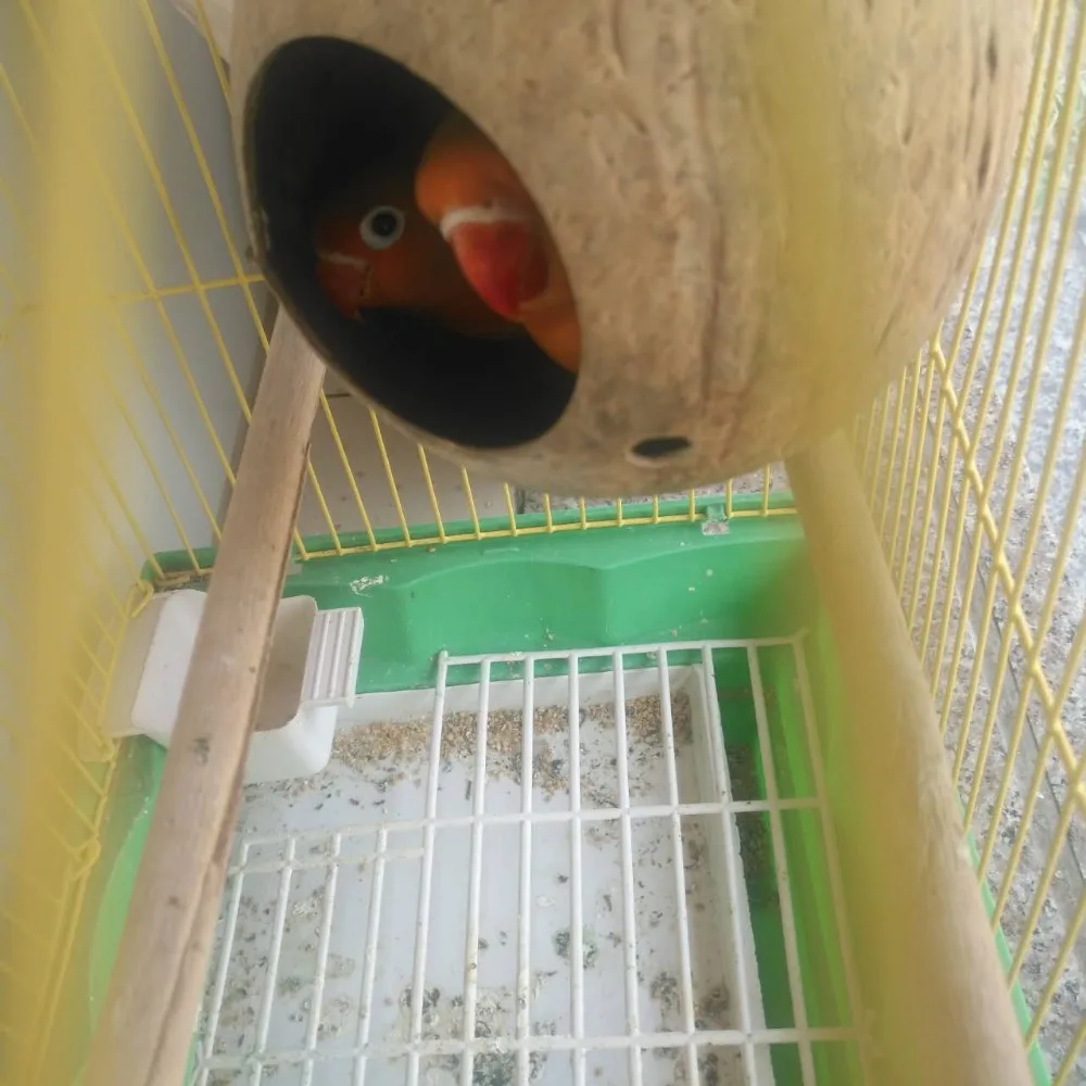 Kokosnoot Vogel Speelgoed Huis Nest Oefening Spelen Ladder Valkparkiet Conure Van Parkiet Handgemaakte Papegaai Huis Bijpassende Ladder