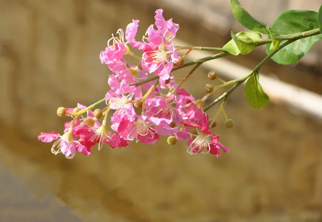 Venta de fábrica] pequeña flor de simulación especial flores artificiales fabricantes de flores de simulación abiertos con casa de boda