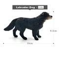 Labrador Dog
