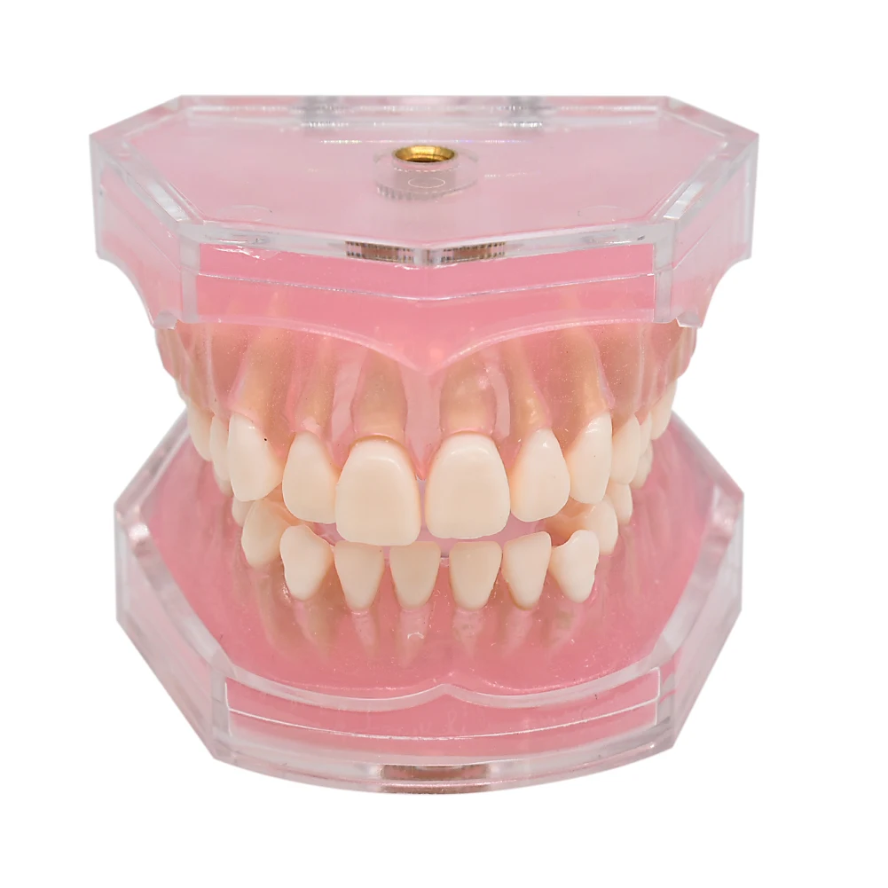 Dentist Soft Foundation Model allow Pull out Tooth Suck out pull up Teaching model Tooth Removable Dental Models