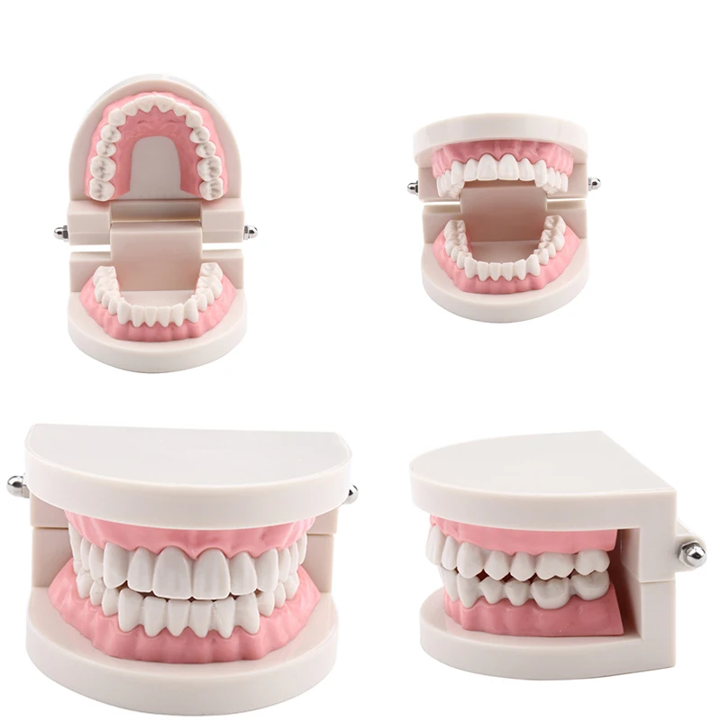 Dental  Teeth Model Oral Care Teeth Cleaning For Early Teaching&Dentist Clear Gum 28-teeth Teeth Mode