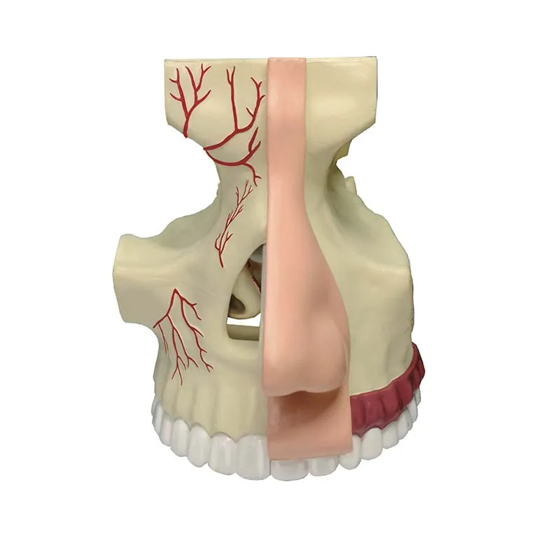 4D Human Standard Nose & Olfactory Anatomy Model 7 Parts Detachable Medical Teaching Supplies Free postage