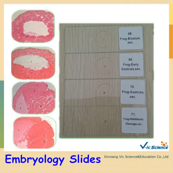 Embryology Prepared Slides Set