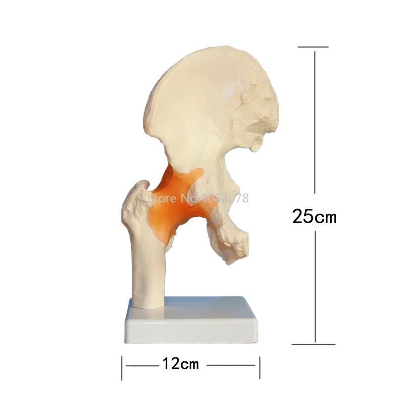 Life Size Human Ligament Hip Joint Medical Anatomy Model Skeleton Medical Science Stationery for Medical teaching supplies