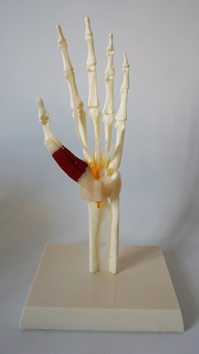 1:1 Hand joint model With tendon Ligamentous nerve model Medical teaching model