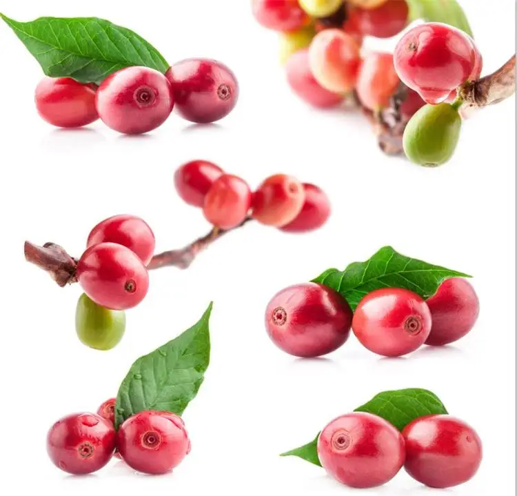 3000 kg/h Fresco Chicco di Caffè Macchina di Classificazione/Sorter/Chicco di Caffè Pietra Rimozione Macchina