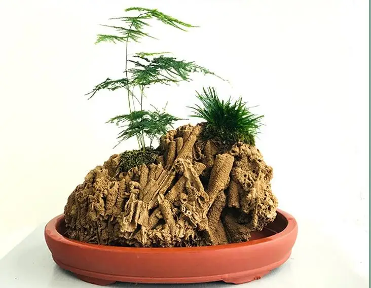 Natural raw stonel landscaping rockery aquarium decoration bonsai Water grass Plant root growth adsorption