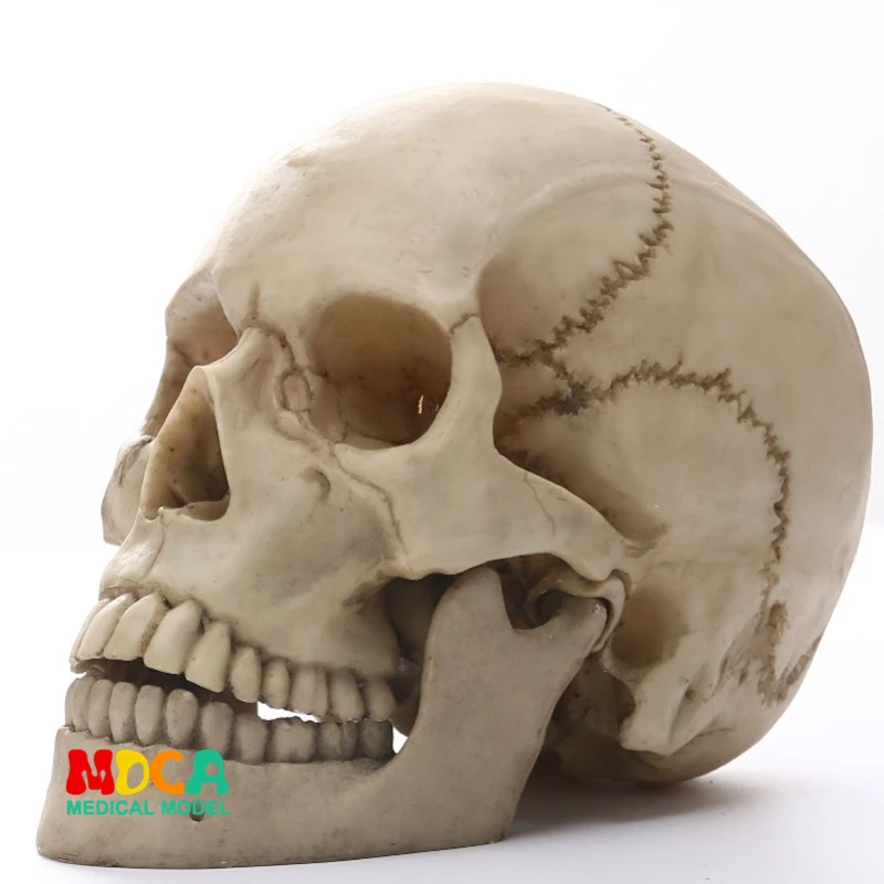 Human Head Skull Model Simulation Resin Skull Sketch Model Home Decor Ornament Sculpture Medical Teaching Model