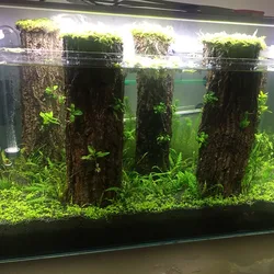 Rainforest Champagne bark Aquarium reptile Feed landscap wooden fish tank Rhododendron tree-shaped Moss tree natural driftwood