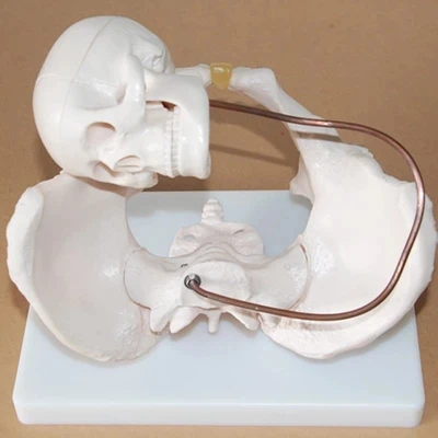 

skeleton model The female pelvis model with fetus skull skeleton model human Anatomical Midwifery Teaching model free shipping