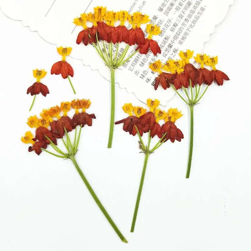 

60pcs Pressed Dried Flower Asclepias curassavica L Filler For Epoxy Resin Jewelry Making Postcard Frame Phone Case Craft DIY