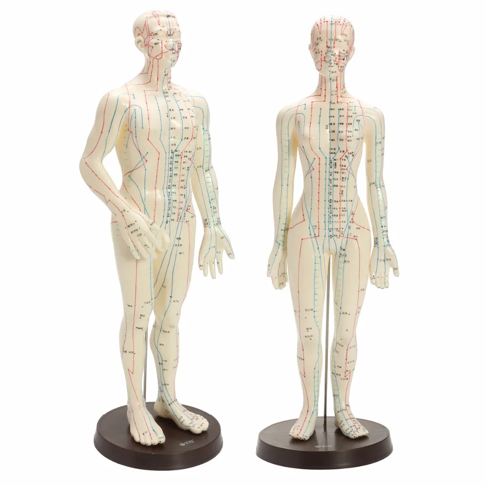 

Human Body Acupuncture Model Male Female Meridians Model Chart Book Base 48/50cm