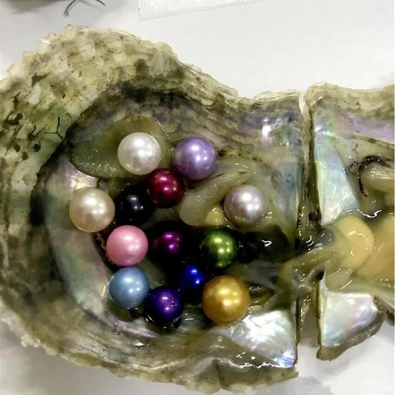 Wholesale 50 Pcs of Akoya Oysters with AAA 6-7mm Round Pearls, Multi-color Natural Saltwater Pearls Beads for Choice