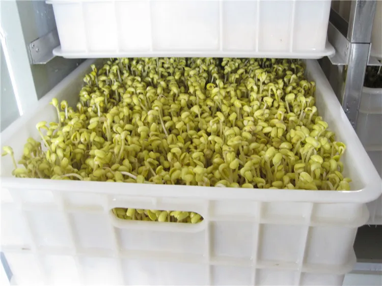 hot sale 24 boxes mung bean sprout growing machine/green bean sprouts making machine