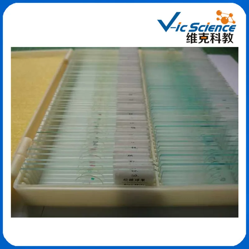 100PCS Botany Biological Prepared Slides