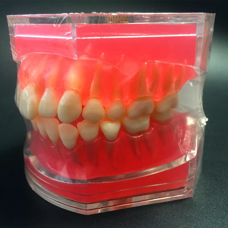 Dental Study Teaching Model Standard Model Removable Teeth Soft Gum ADULT TYPODONT Model