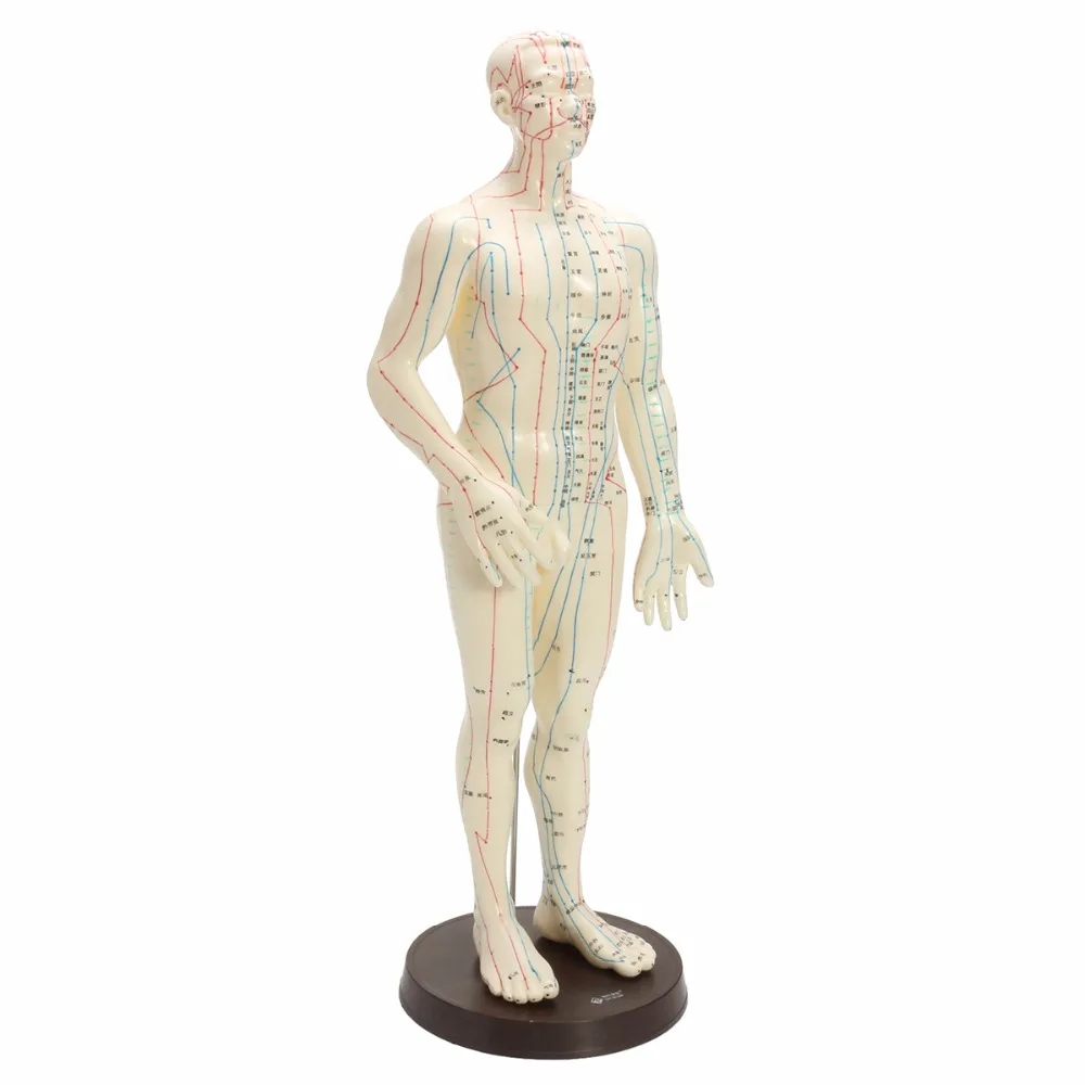 

"Human Body Acupuncture Model Male Meridians Model Chart Book Base 50cm