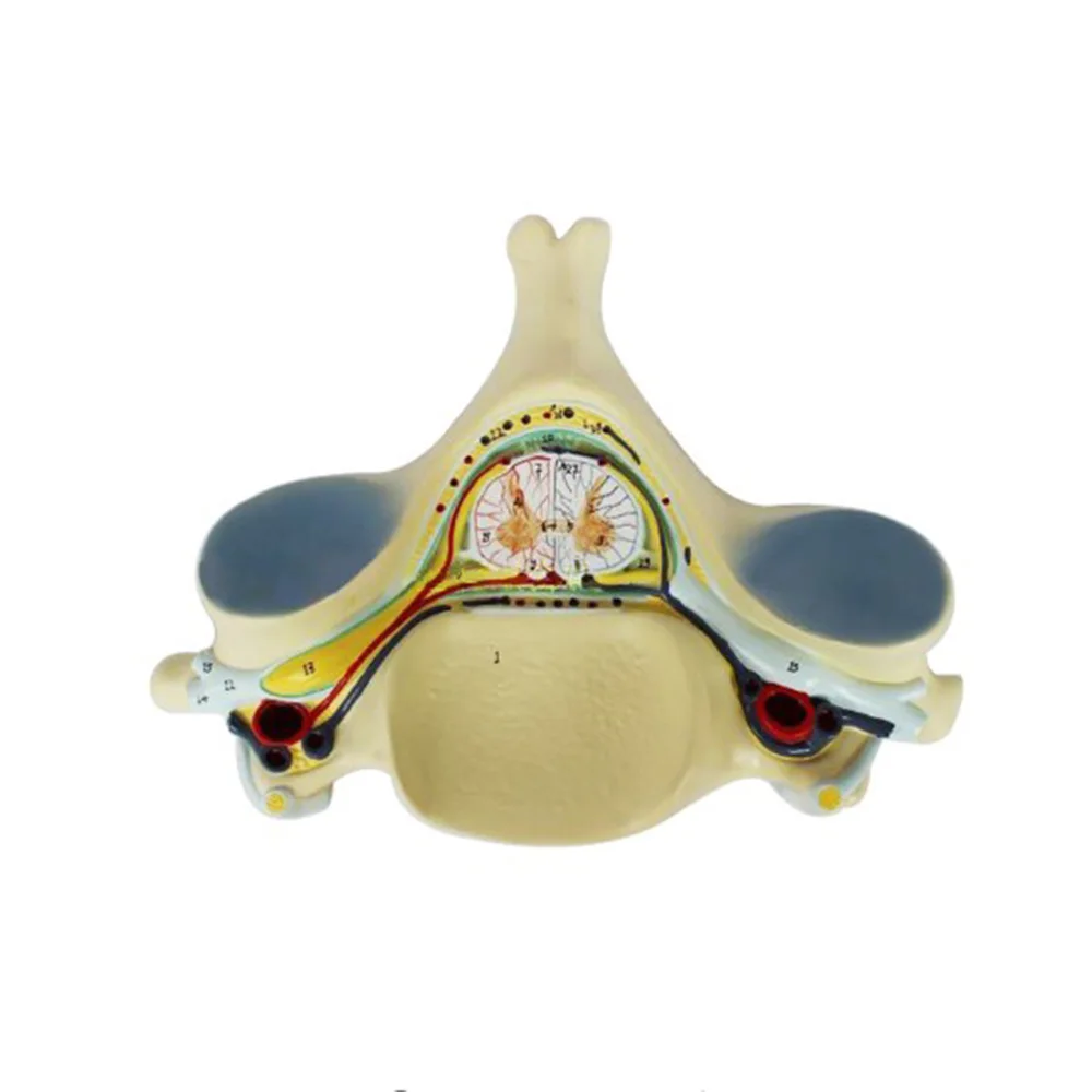 

Fifth Cervical Spine Model with Medulla Spinalis and Spinal Nerve Amplification Anatomy Medical Humans Bone Model