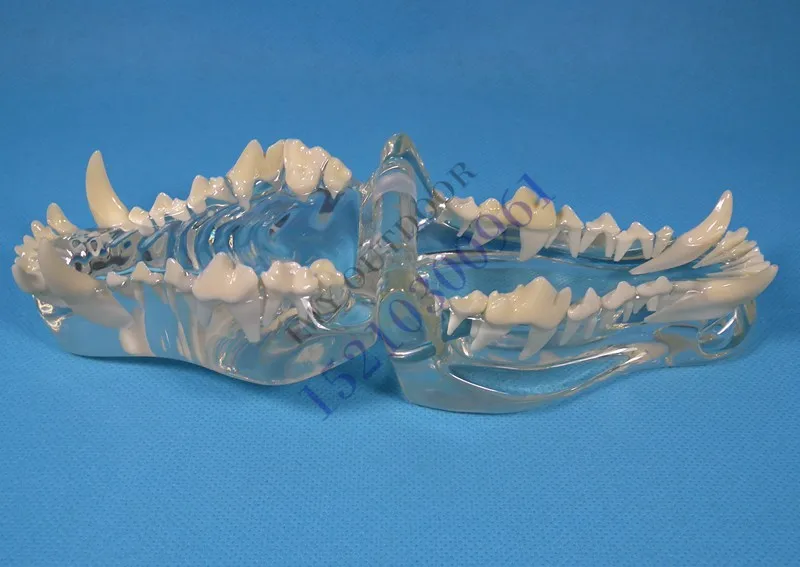 

dog tooth jaw veterinary Animal bones Dissection model free shipping