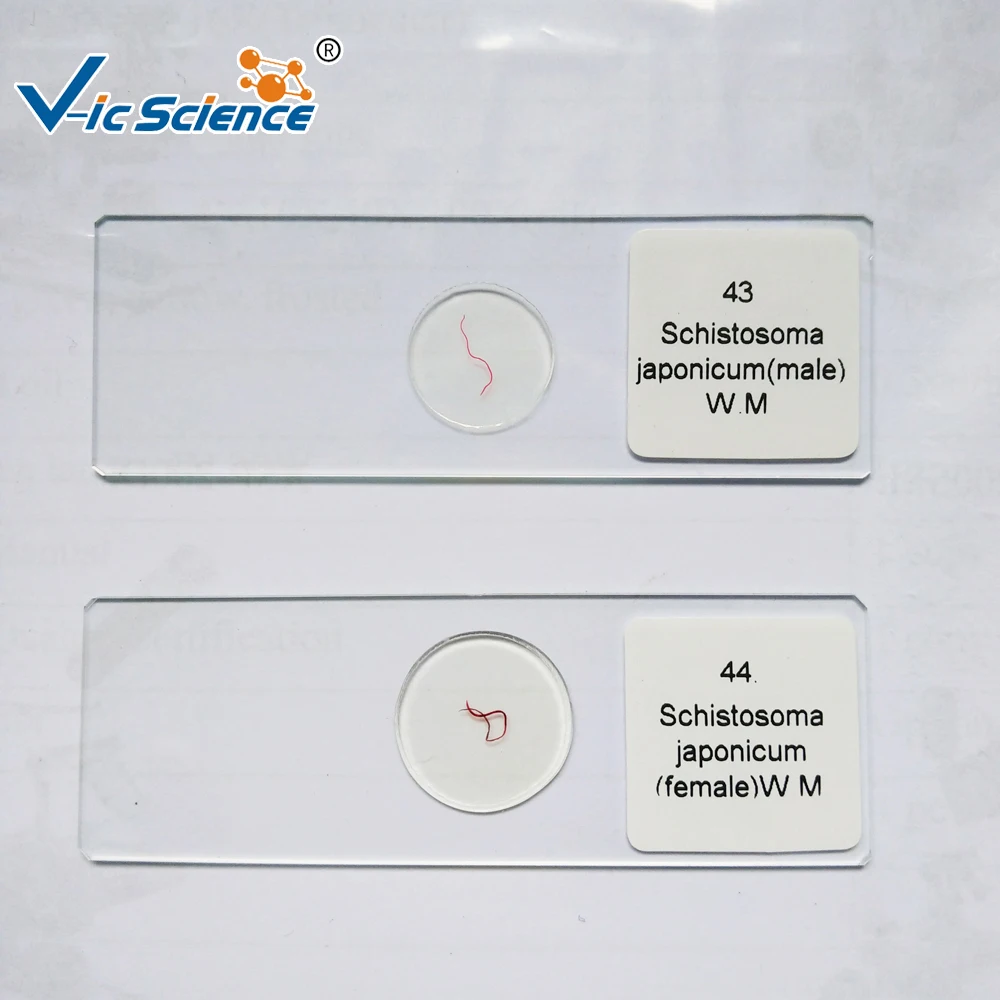 

10 Kinds Parasite Slides Set Parasite Slides Parasitology Prepared Microscope Slides