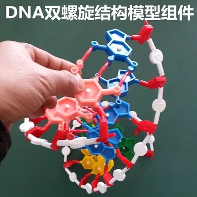 Model components of DNA double helix structure Chromosome structure model component nucleotides