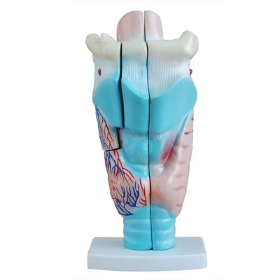 

Anatomic model of larynx Model of respiratory and articulatory organs Teaching Intuitive props 11.5*11*24CM free shipping