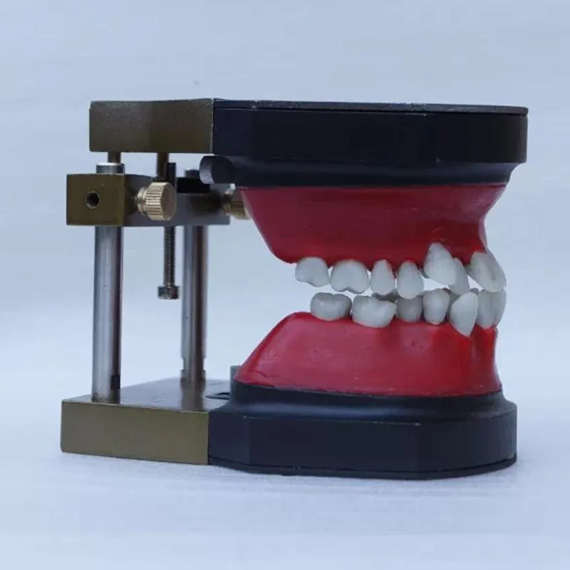 

Typodont Dental Orthodontic Simulation Training Model