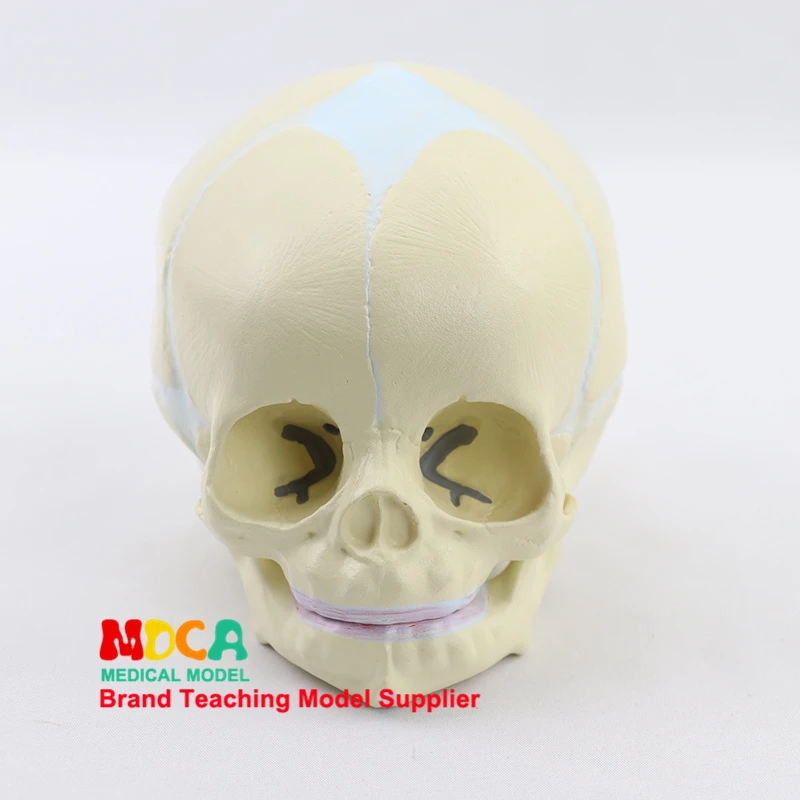 Human Fetal Baby Infant Medical Skull Anatomical Skeleton Model Science Popularization Medical Supplies and Equipment