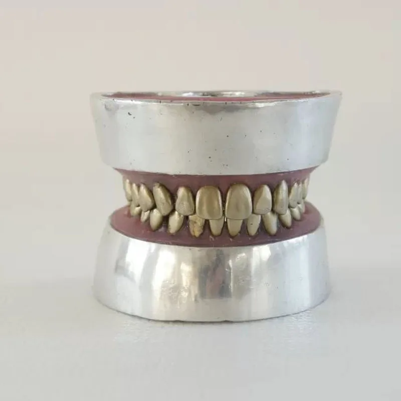 Medical Teaching Metal Teeth Extraction Dental Model