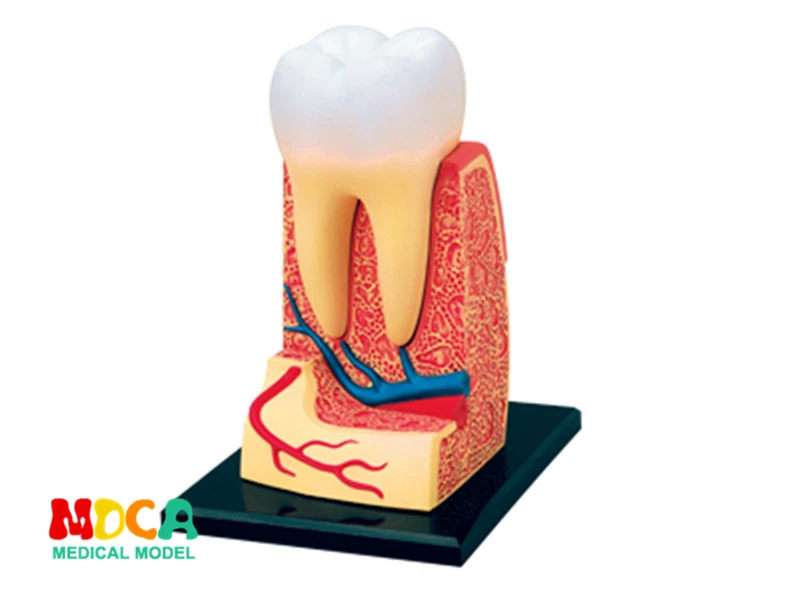 

Зуб 4d Master головоломка, сборная игрушка, человеческий тело, орган, обучающая модель