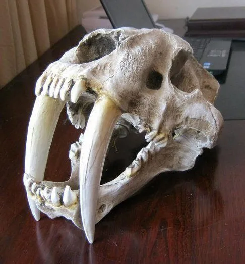 American saber-toothed tiger skull model dinosaur skull specimen simulation model Resin skeleton model with stand