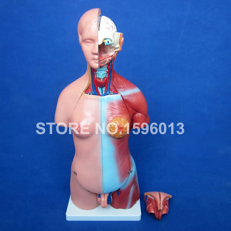 45CM Unisex Torso with Internal Organs 23 Parts,Male and Female Torso model