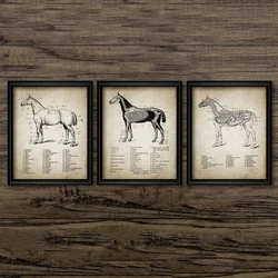 Vintage Horse Anatomy Canvas Posters Print Horse Anatomy Illustration Wall Art Painting Equestrian Pictures Home Room Wall Decor