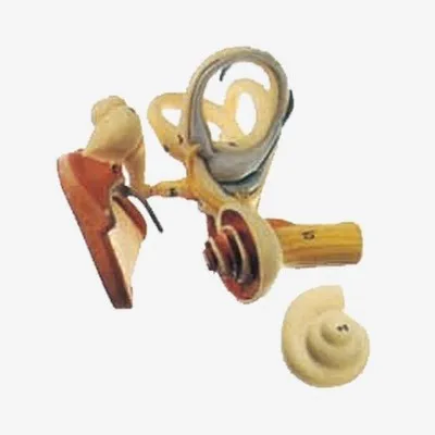 Model of small bone and tympanic membrane of inner ear Otolaryngology doctor-patient communication model 4X 18*17*17.5cm