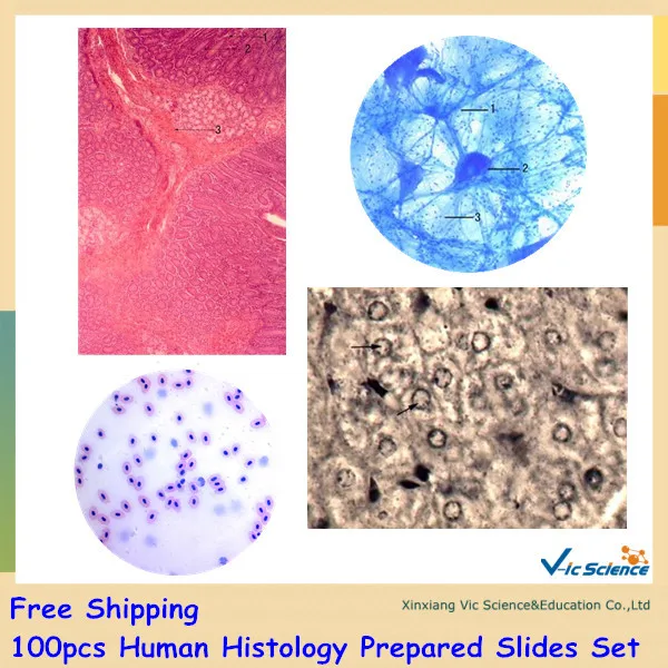 

100pcs Human Histology Prepared Slides Set