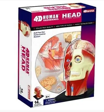 4D Human head muscle nerve model Anatomical model of brain tissue Body assembly model free shopping