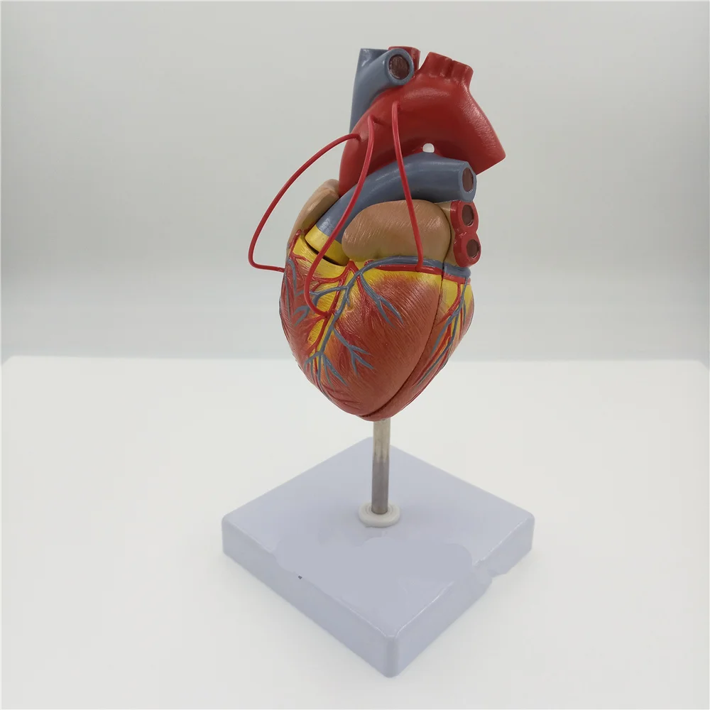 Scientific Heart with Bypass Life Size Anatomical Model Anatomy