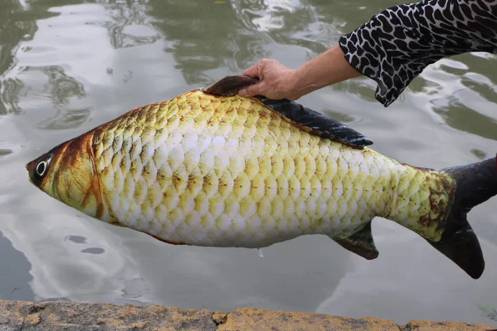 

cartoon Carp doll simulation Carp fish plush toy, soft throw pillow home decoration birthday gift h2857