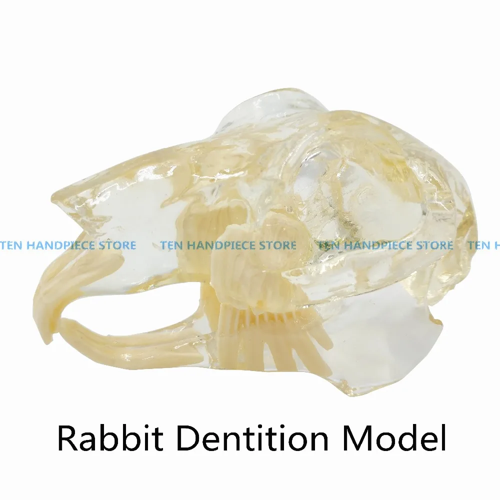 

good quality Rabbit Dentition Model teeth skull jam teaching model Transparent anatomical model of Veterinary Medicine