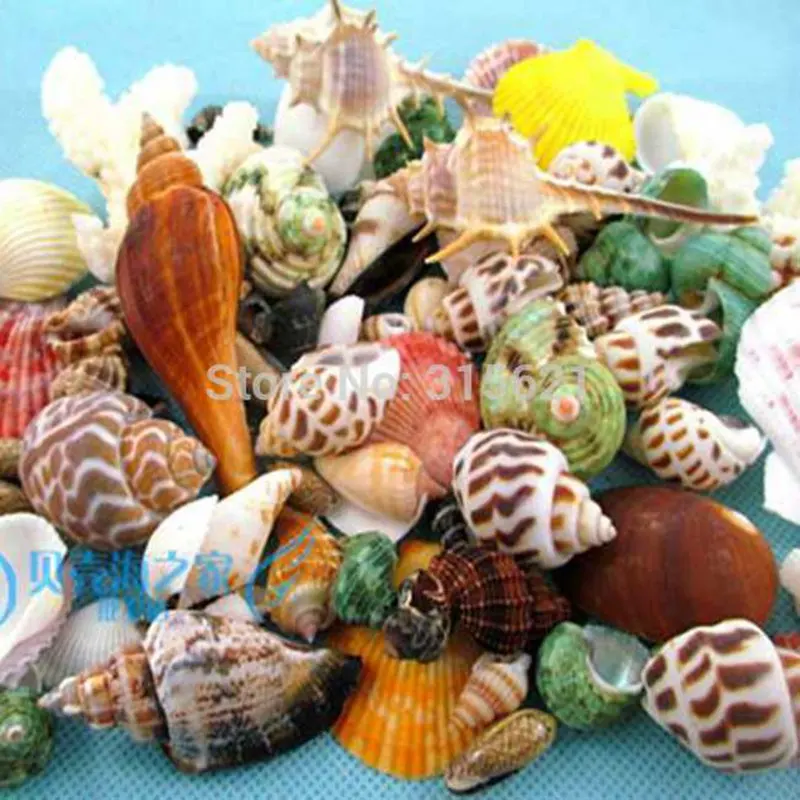 50pcs Aquarium Ornaments Fish Tank Landscape Decoration Mixed Different Conch Natural Seashell Fish & Aquatic Pet Supplies