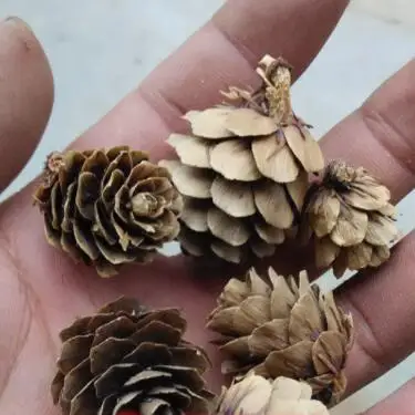 Mini Natural Pine Cones For Christmas Party Ornament Florists Wrapping Decoration 5pcs/bag